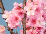 桜もウキウキ.JPG