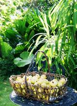 庭の収穫.JPGのサムネール画像のサムネール画像のサムネール画像